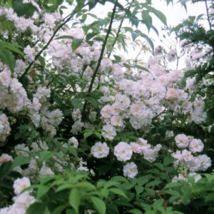 Pauls Himalayan Musk plikomis šaknimis